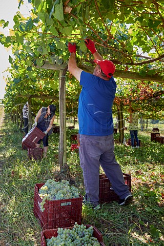 Picking Albario grapes in pergolatrained vineyard of Martin Cdax Cambados Galicia Spain  Val do Salns  Ras Baixas