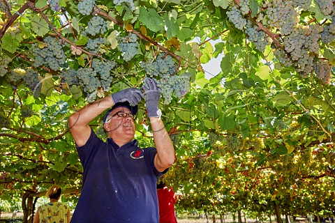 Cephas Picture Library Asset Details 1238865 Picking Albarino Grapes In Pergola Trained