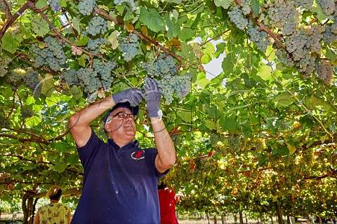 Picking Albario grapes in pergolatrained vineyard of Martin Cdax Cambados Galicia Spain  Val do Salns  Ras Baixas