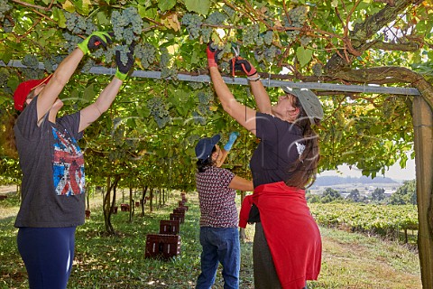 Women picking Albario grapes in pergolatrained vineyard of Martin Cdax Cambados Galicia Spain  Val do Salns  Ras Baixas