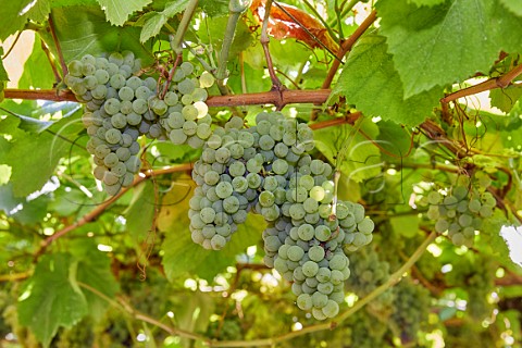 Albario grapes in vineyard at Martin Cdax Cambados Galicia Spain  Val do Salns  Ras Baixas