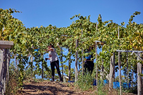 Picking Albario grapes in pergolatrained vineyard Cambados Galicia Spain  Val do Salns  Ras Baixas