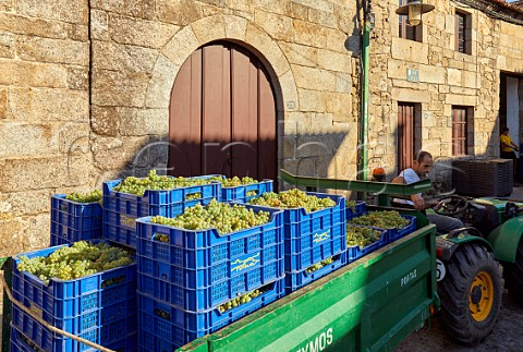 Crates of Albario grapes arrive at the bodega of Palacio de Fefianes in Cambados Galicia Spain  Val do Salns  Ras Baixas