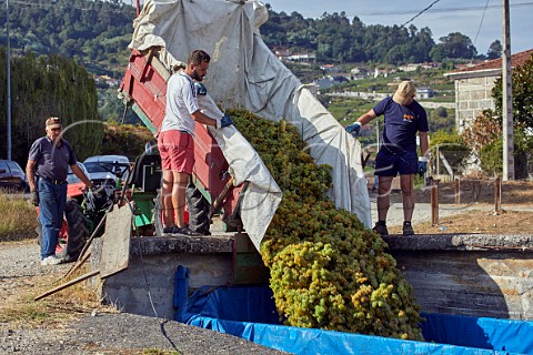 Tipping harvested Palomino Fino grapes into the receiving hopper at the cooperative of Leiro Galicia Spain   Ribeiro