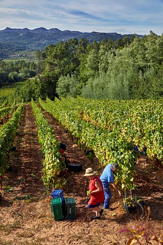 Harvesting Treixadura grapes in vineyard of Casal de Armn San Andrs de Camporredondo Galicia Spain Ribeiro