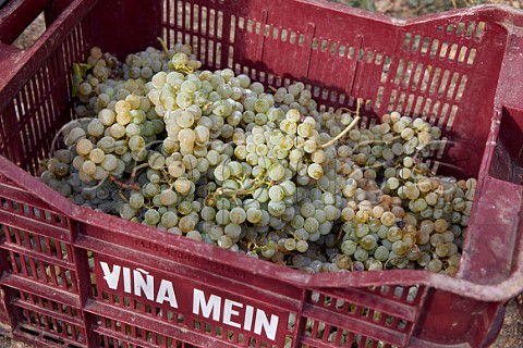 Crate of Albario grapes in vineyard at Via Mein San Clodio near Leiro Galicia Spain  Ribeiro