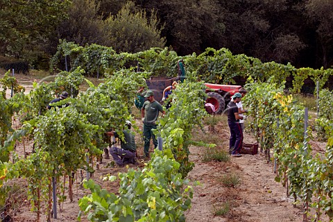 Picking Albario grapes in vineyard on the granite soil at Via Mein San Clodio near Leiro Galicia Spain  Ribeiro