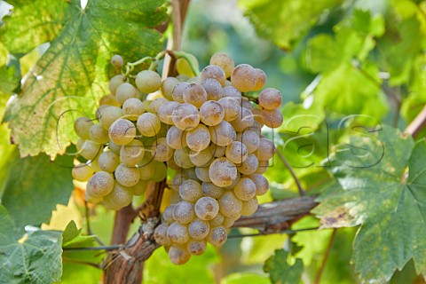 Treixadura grapes in vineyard of Via Mein San Clodio near Leiro Galicia Spain Ribeiro