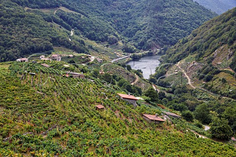 Terraced vineyards above the Ro Mio near Chantada Galicia Spain Ribeira Sacra  subzone Chantada