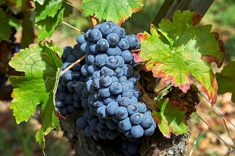 Menca grapes in vineyard of Abada da Cova Near Escairn Galicia Spain Ribeira Sacra  subzone Ribeiras do Mio