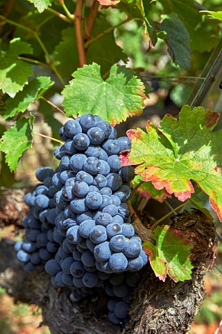 Menca grapes in vineyard of Abada da Cova Near Escairn Galicia Spain Ribeira Sacra  subzone Ribeiras do Mio