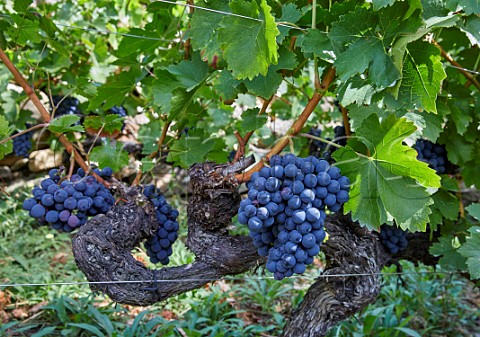 Menca grapes in vineyard of Abada da Cova Near Escairn Galicia Spain Ribeira Sacra  subzone Ribeiras do Mio