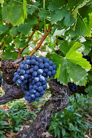 Menca grapes in vineyard of Abada da Cova Near Escairn Galicia Spain Ribeira Sacra  subzone Ribeiras do Mio