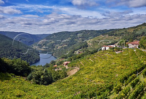 Winery and pergolatrained Albario vineyard of Abada da Cova above the Ro Mio Near Escairn Galicia Spain Ribeira Sacra  subzone Ribeiras do Mio