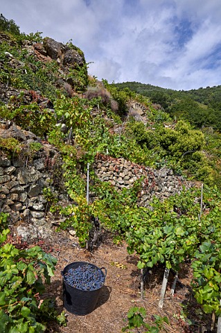 Ancient steep vineyard terraces now restored in the valley of the Ro Mio Near Escairn Galicia Spain Ribeira Sacra  subzone Ribeiras do Mio
