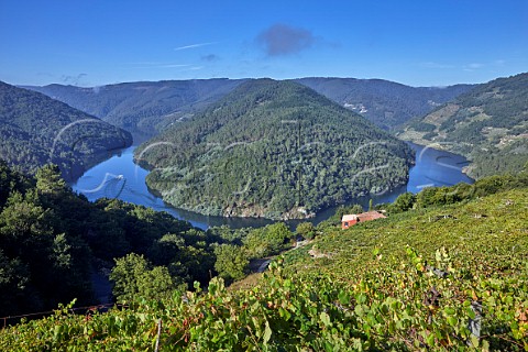 Pergolatrained Albario vineyard of Abada da Cova above the Ro Mio with tourist boat on the river Near Escairn Galicia Spain Ribeira Sacra  subzone Ribeiras do Mio