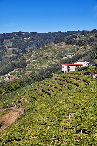Winery of Abada da Cova with pickers in pergolatrained Albario vineyard Near Escairn Galicia Spain Ribeira Sacra  subzone Ribeiras do Mio