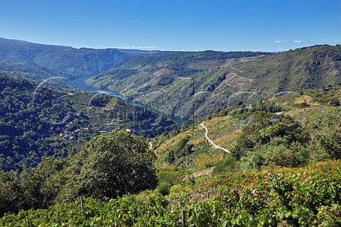 Vineyards on both bank of the Ro Sil viewed from near Cristosende Galicia Spain  Ribeira Sacra  subzones Ribeiras do Sil and Amandi