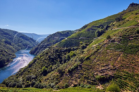 Old terraced vineyards now restored above the Ro Sil with a tourist boat on the river  Doade Galicia Spain  Ribeira Sacra  subzone Amandi