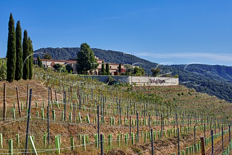 New vineyard by winery of Regina Viarum  Doade Galicia Spain  Ribeira Sacra  subzone Amandi