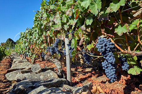 Menca grapes in vineyard of Bodegas Regina Viarum Doade Galicia Spain  Ribeira Sacra  subzone Amandi