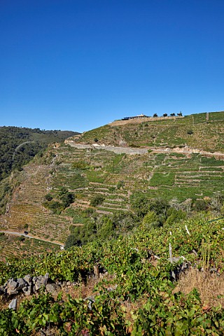 Steep terraced vineyards below the winery of Bodegas Regina Viarum Doade Galicia Spain  Ribeira Sacra  subzone Amandi