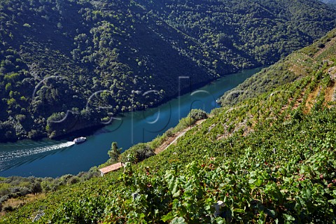 Steep terraced vineyard above the Ro Sil with tourist boat on the river Doade Galicia Spain  Ribeira Sacra  subzone Amandi