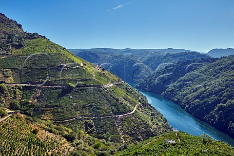 Steep terraced vineyards above the Ro Sil Doade Galicia Spain  Ribeira Sacra  subzone Amandi