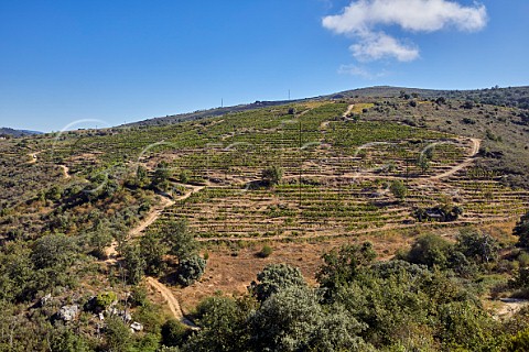 Terraced vineyards of Dominio do Bibei Manzaneda Galicia Spain Ribeira Sacra  subzone QuirogaBibei