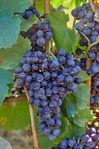 Brancellao grapes in vineyard of Dominio do Bibei Manzaneda Galicia Spain Ribeira Sacra  subzone QuirogaBibei