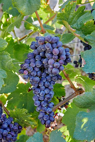 Brancellao grapes in vineyard of Dominio do Bibei Manzaneda Galicia Spain Ribeira Sacra  subzone QuirogaBibei