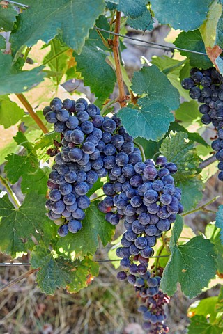 Brancellao grapes in vineyard of Dominio do Bibei Manzaneda Galicia Spain Ribeira Sacra  subzone QuirogaBibei