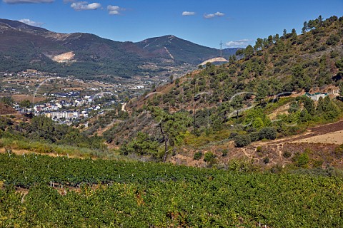 Vineyard above town of O Barco and the valley of the Ro Sil Galicia Spain  Valdeorras
