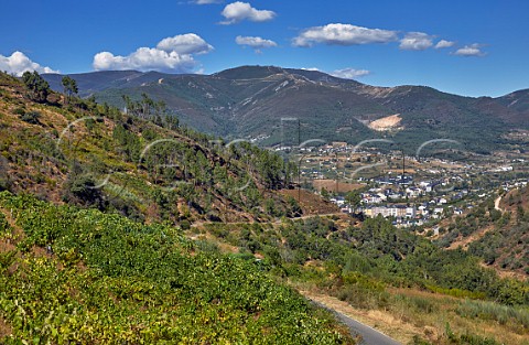 Vineyard above town of O Barco and the valley of the Ro Sil Galicia Spain  Valdeorras