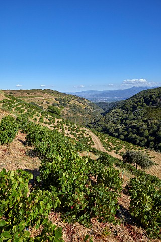 Old Menca vineyards of Descendientes de J Palacios  Corulln Castilla y Len Spain  Bierzo