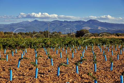 New vineyard at Villadecanes  Castilla y Len Spain  Bierzo