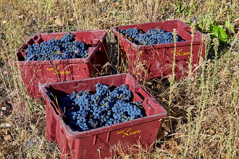 Crates of harvested Menca grapes in vineyard of Soto del Vicario San Clemente near Cacabelos Castilla y Len Spain  Bierzo