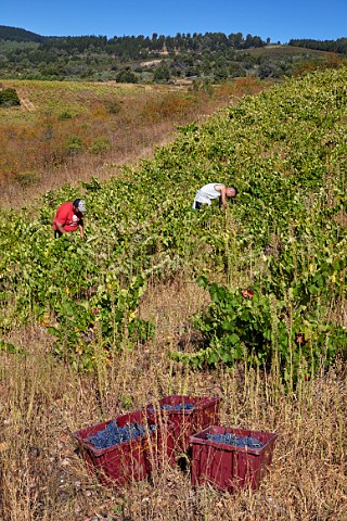 Harvesting Menca grapes in vineyard of Soto del Vicario San Clemente near Cacabelos Castilla y Len Spain  Bierzo