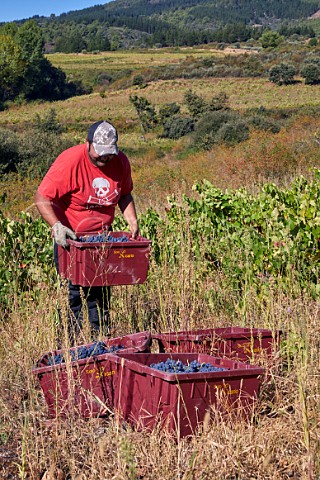 Harvesting Menca grapes in vineyard of Soto del Vicario San Clemente near Cacabelos Castilla y Len Spain  Bierzo
