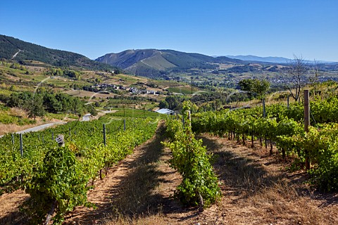 Menca vineyard above village of San Clemente Near Cacabelos Castilla y Len Spain  Bierzo