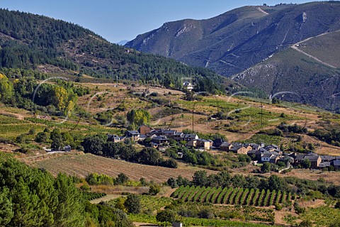 Vineyards around village of San Clemente Near Cacabelos Castilla y Len Spain  Bierzo