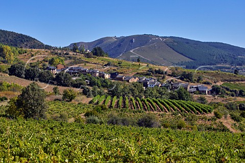 Vineyards around village of San Clemente Near Cacabelos Castilla y Len Spain  Bierzo