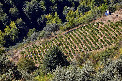 Harvest in Menca vineyard of Descendientes de J Palacios  Corulln Castilla y Len Spain  Bierzo