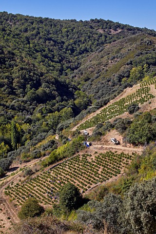 Harvest in Menca vineyard of Descendientes de J Palacios  Corulln Castilla y Len Spain  Bierzo