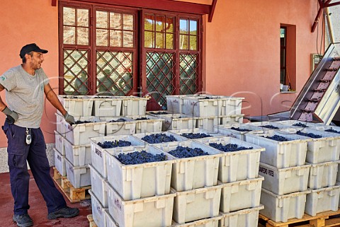 Crates of Menca grapes arrive at the winery of Pittacum Arganza Castilla y Len Spain  Bierzo