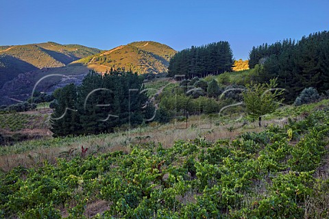 Dawn breaking over old vineyard of Mengoba at Espanillo high in the hills north of Arganza  Castilla y Len Spain  Bierzo