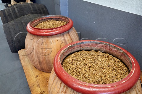 Grapeskin cap on amphorae of fermenting Godello in winery of Mengoba The sherry butts are also used to age Godello San Juan de Carracedo Castilla y Len Spain  Bierzo