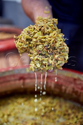 The grapeskin cap on an amphora of fermenting Godello in winery of Mengoba San Juan de Carracedo Castilla y Len Spain  Bierzo