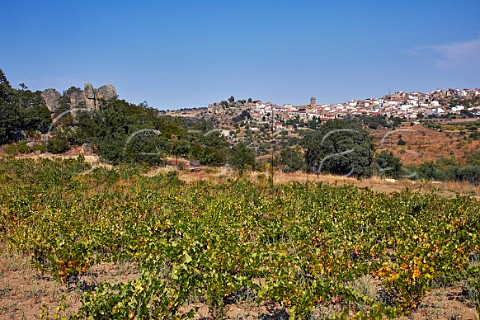 Vineyard below the town of Fermoselle Castilla y Len Spain Arribes