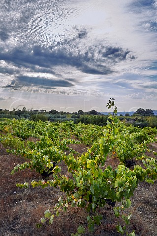 Old vines in vineyard of Almaroja Portugal in the distance  Fermoselle Castilla y Len Spain Arribes